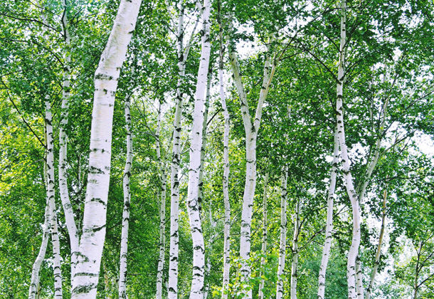 白樺樹液は体内の活性酸素を除去し美肌づくりや健康維持に寄与します