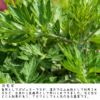 効能と香りを兼ね備えた薬草　ヨモギ