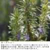 若返りのハーブとも呼ばれるローズマリー。抗菌抗酸化に優れる