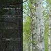 白樺樹林　イメージ